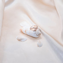 Load image into Gallery viewer, Stella